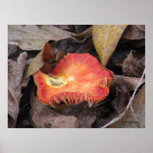 Champignon orange d'automne affiches