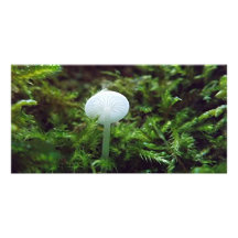 Champignon Photocartes