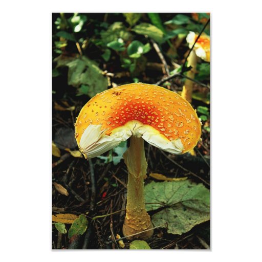 Champignon Photos Sur Toile