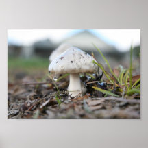 champignon posters