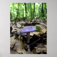 Champignon pourpre posters