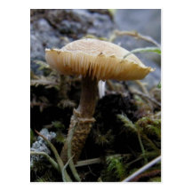 Champignon Scaley sur l'île d'Unalaska Carte Postale