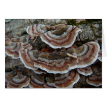 Champignon sur l'arbre tombé cartes