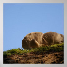 Champignons atomiques en parc de Bromham Poster