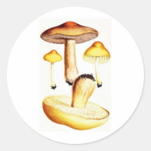Champignons botaniques vintages adhésifs ronds