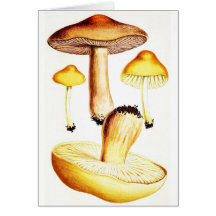 Champignons botaniques vintages carte de vœux