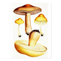 Champignons botaniques vintages cartes postales