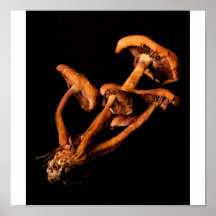 Champignons Affiche