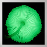 Champignons rougeoyants affiches