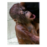 Chant dans la douche cartes postales