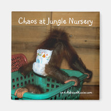 Chaos à la crèche de jungle magnets