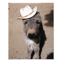 Chapeau de port de Burro de bébé Photographie D’art