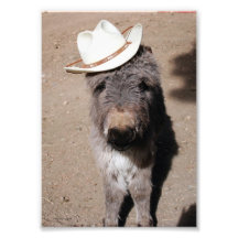 Chapeau de port de Burro de bébé Impressions Photographiques