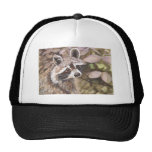 Chapeau de raton laveur casquettes de camionneur