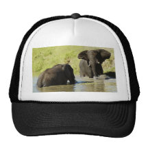 Chapeaux de natation d'éléphant (éléphant africain casquette de camionneur