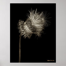 Chardon 6 affiche
