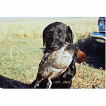 Chasse réussie photo en relief