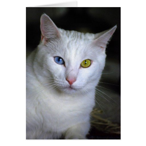 Chat angora turc avec les yeux mal adaptés carte de vœux