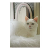 Chat assez blanc posters