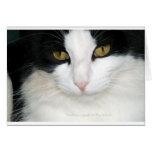 Chat avec les yeux d'or carte de vœux