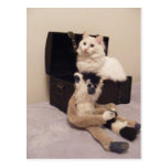 chat blanc en carte postale de tronc