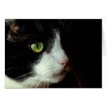 Chat Cartes De Vœux