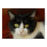 Chat Cartes De Vœux