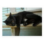 Chat Cartes Postales