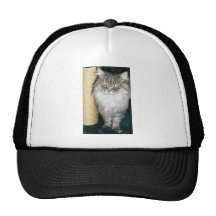 Chat Casquettes