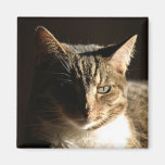 chat dans les ombres aimant