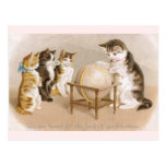 Chat de cartographe et trois chatons carte postale