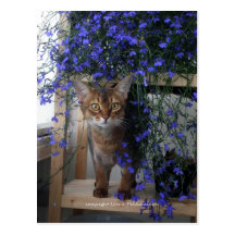 Chat de fleur carte postale