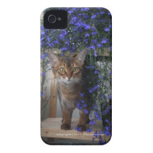 Chat de fleur coque iPhone 4