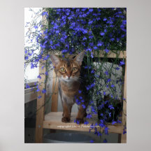 Chat de fleur posters