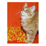 Chat de Halloween Carte Postale