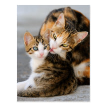 Chat de mère léchant son jeune chaton tendrement cartes postales