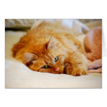 Chat d'orange douce cartes de vœux