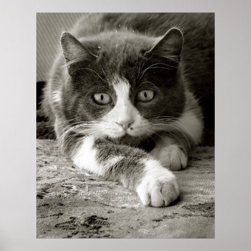 Chat espiègle - affiche