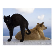 Chat et chien cartes postales