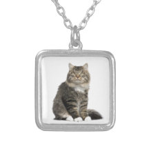 Chat Main coon Bijouterie
