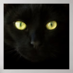 Chat noir - affiche