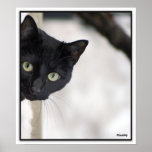 Chat noir - avec la frontière posters