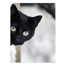Chat noir carte postale