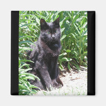 Chat noir de Kitty (série 1 d'avion de 3) Aimants Pour Réfrigérateur