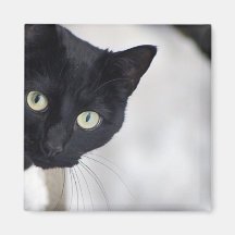 Chat noir magnets