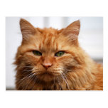 Chat norvégien de forêt cartes postales