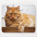 Chat norvégien de forêt, roi des chats Mousepad Tapis De Souris