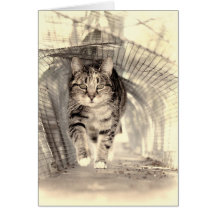 Chat par le tunnel cartes