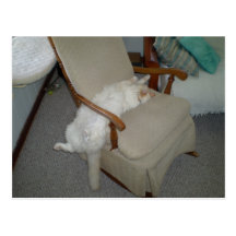 Chat paresseux cartes postales