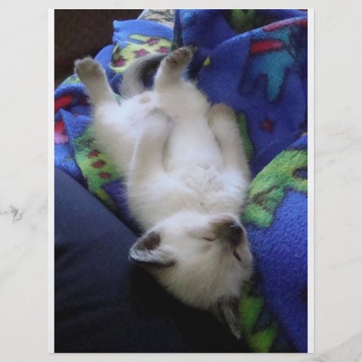 Chat paresseux prospectus